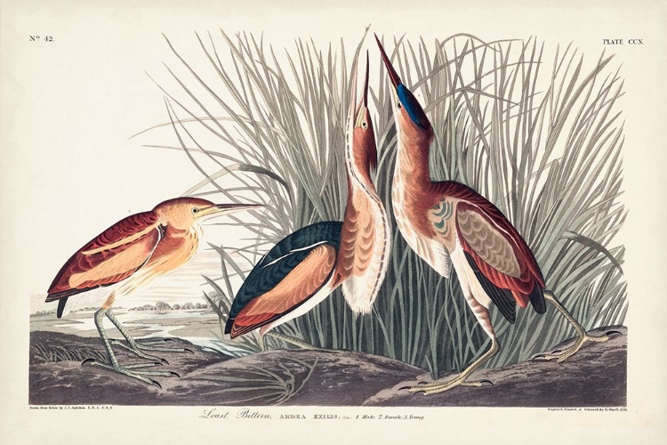 Picture of PL. 210 LEAST BITTERN
