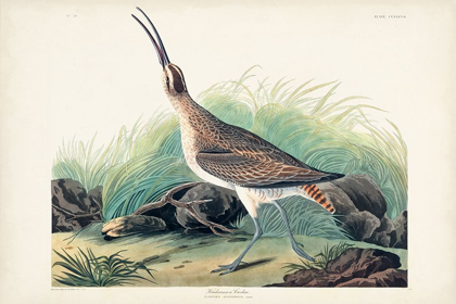 Picture of PL. 237 HUDSONIAN CURLEW