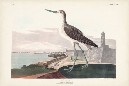 Picture of PL. 269 GREENSHANK