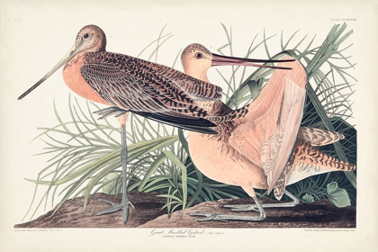 Picture of PL. 238 GREAT MARBLED GODWIT