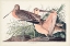 Picture of PL. 238 GREAT MARBLED GODWIT