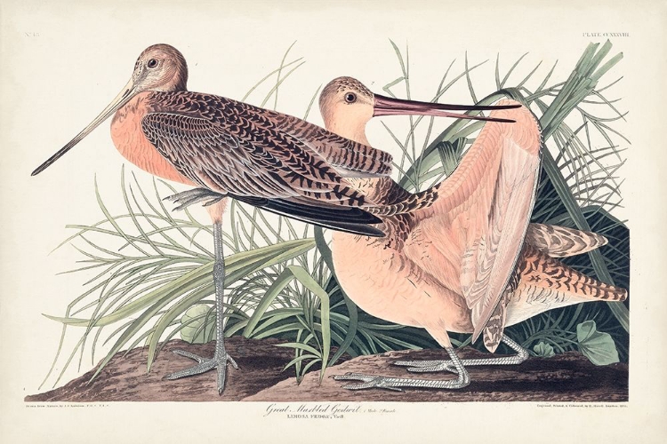Picture of PL. 238 GREAT MARBLED GODWIT