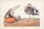 Picture of PL. 258 HUDSONIAN GODWIT