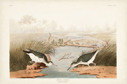 Picture of PL. 310 SPOTTED SANDPIPER