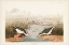 Picture of PL. 310 SPOTTED SANDPIPER