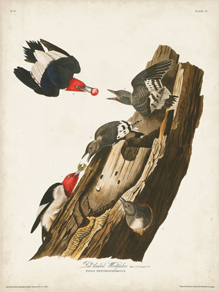 Picture of PL. 27 RED-HEADED WOODPECKER