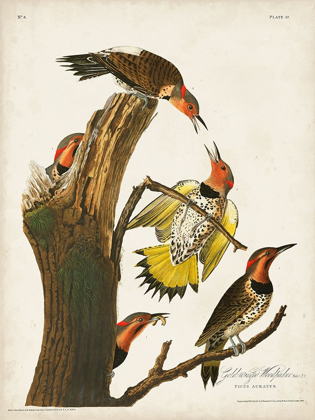 Picture of PL. 37 GOLD-WINGED WOODPECKER