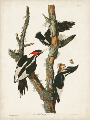 Picture of PL. 66 IVORY-BILLED WOODPECKER