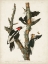 Picture of PL. 66 IVORY-BILLED WOODPECKER