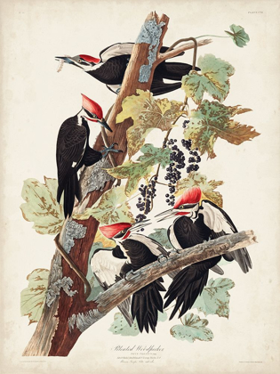 Picture of PL. 111 PILEATED WOODPECKER