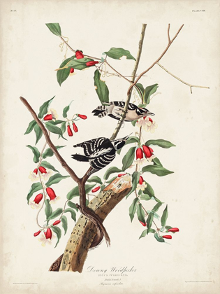 Picture of PL. 112 DOWNY WOODPECKER