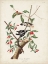 Picture of PL. 112 DOWNY WOODPECKER