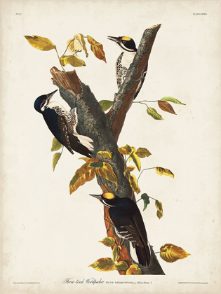 Picture of PL. 132 THREE-TOED WOODPECKER