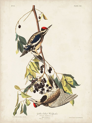 Picture of PL. 190 YELLOW-BELLIED WOODPECKER