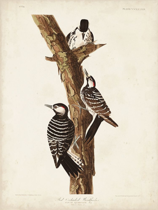 Picture of PL. 389 RED-COCKADED WOODPECKER