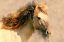Picture of BLENDED HORSE I