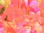 Picture of JOYFUL SUMMER II