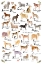Picture of DOG ALPHABET