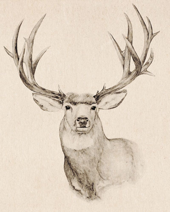 Picture of NATURAL BUCK II