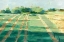 Picture of MID SUMMER SHADOWS I
