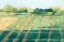 Picture of MID SUMMER SHADOWS II