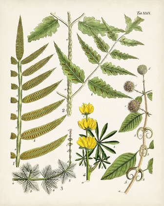 Picture of FANCIFUL FERNS II