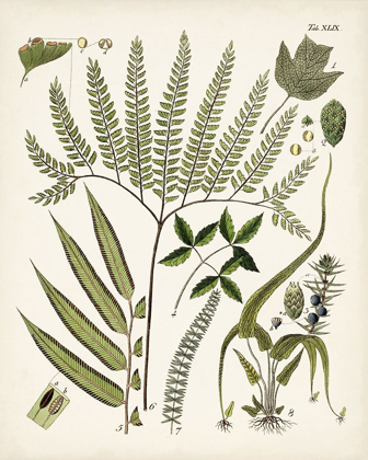 Picture of FANCIFUL FERNS III