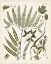 Picture of FANCIFUL FERNS III