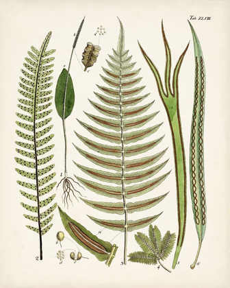 Picture of FANCIFUL FERNS V