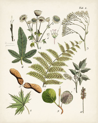 Picture of FANCIFUL FERNS VI