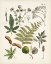 Picture of FANCIFUL FERNS VI