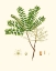 Picture of SPRING GREEN FOLIAGE VIII