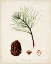 Picture of ANTIQUE TREE STUDY IV