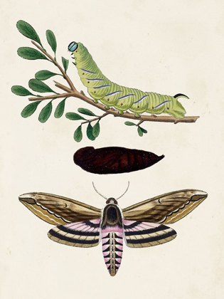Picture of CATERPILLAR AND MOTH I