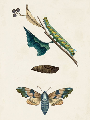 Picture of CATERPILLAR AND MOTH II