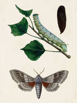 Picture of CATERPILLAR AND MOTH III