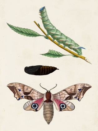Picture of CATERPILLAR AND MOTH IV