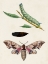 Picture of CATERPILLAR AND MOTH IV