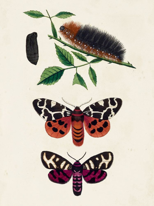 Picture of CATERPILLAR AND MOTH V