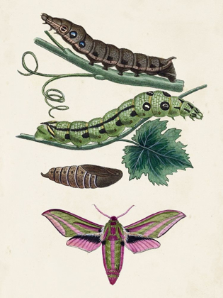 Picture of CATERPILLAR AND MOTH VI