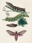 Picture of CATERPILLAR AND MOTH VI