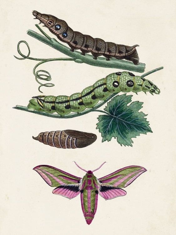 Picture of CATERPILLAR AND MOTH VI