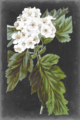 Picture of DRAMATIC WHITE FLOWERS IV