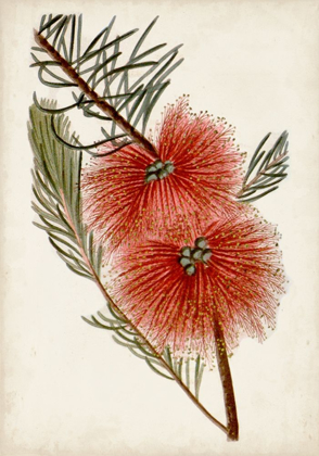 Picture of BOTTLE BRUSH FLOWER I