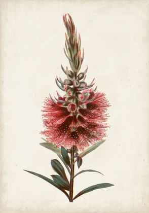 Picture of BOTTLE BRUSH FLOWER II