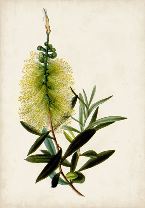 Picture of BOTTLE BRUSH FLOWER IV