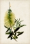 Picture of BOTTLE BRUSH FLOWER IV