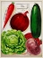 Picture of ANTIQUE SEED PACKETS XI