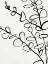 Picture of SPRIG CONTOUR I