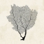 Picture of SEA FAN SKETCH II